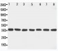 Anti-MEK6 Antibody